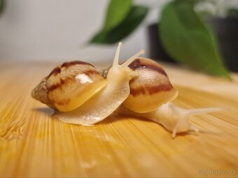 Lissachatina Fulica Jade - 4