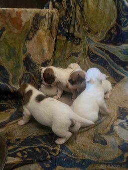 Jack Russell teriér - štěňátka - 4