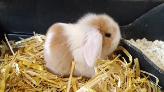 🐇🐰 Zakrslý beránek – mláďata k rezervaci - 4