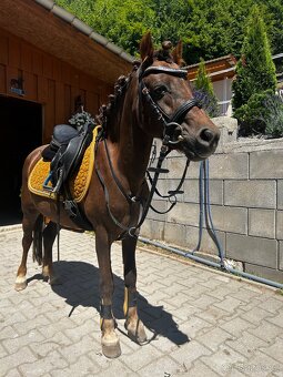 Predam pony valacha - 4