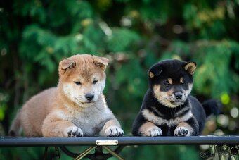 Štěňata Shiba Inu s PP ČMKU/FCI - 4