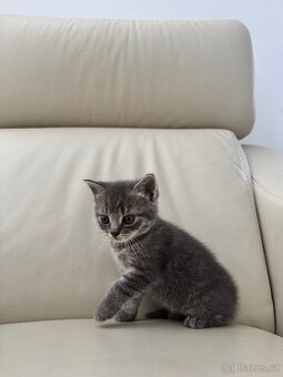 Na prodej 3 krásná koťátka – Britská modrá × Ragdoll - 4