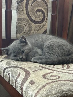 Britská koťátka - 4