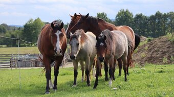 Welsh kobylka sekce B - 4