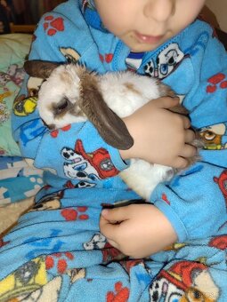 Zakrslý králík -beránek - 4