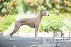 Whippet/vipet s PP - 4