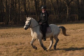 Pony A prodej - valach, 8 let - 4