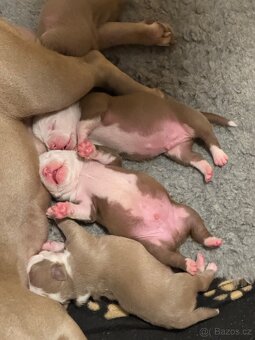American Bully Classic/ Standard - 4