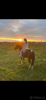 Predam krasneho valacha - 4