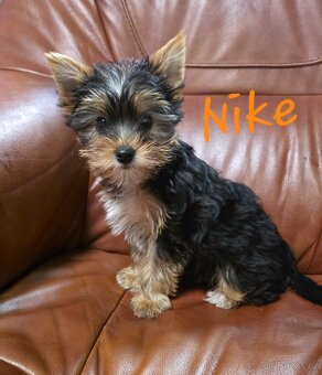 Jorkšířský teriér s PP - 4