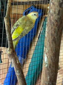 Papoušek zpěvavý - 4