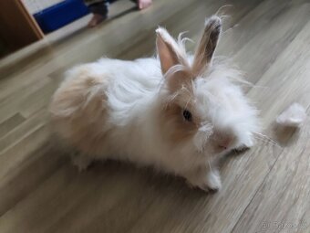 Zakrslí králík - 4