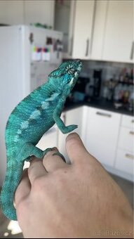 Chameleoni Nosy be Blue - 4