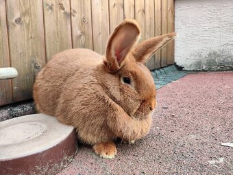 Prodám Králíka - 4