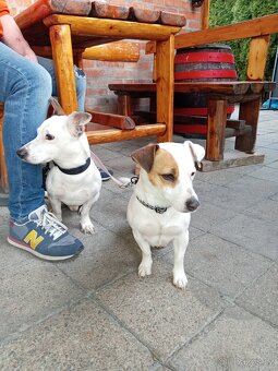 Jack russel teriér (pes) - 4