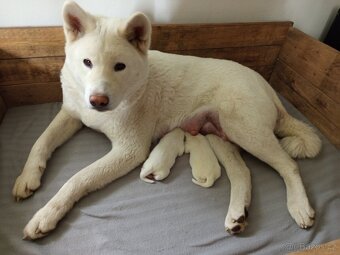 Akita Inu bílá štěňata - 4