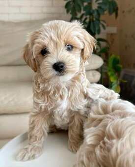Maltipoo F1, karamelová barva, - 4