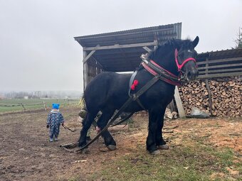 Predám žrebca - 4