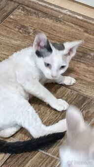 Devon Rex - koťátko bez PP - 4