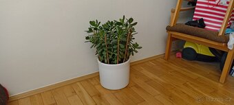 Tlustice ( crassula ovata) - 4