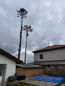 Rizikové kácení stromů & Arboristika - Kolín - 4