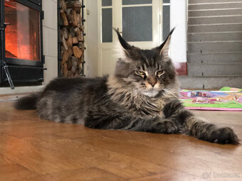 Mainská mývalí sPP - 4