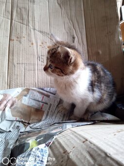 Darujeme koťátka - do dobrých rukou - 4