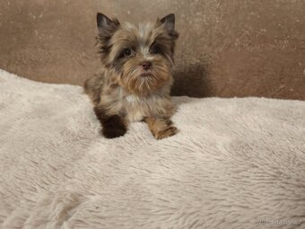 Jorkširský teriér štěňátka s pp - 4