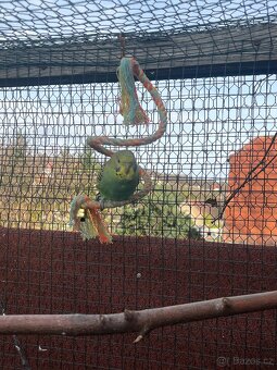 Andulka vlnkovaná - 4