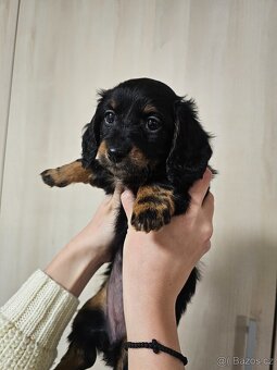 Jezevčík štěně - 4