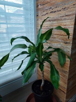 Mix pokojových rostlin 
Cena dohodou, vyzvednutí Praha 8 - 4