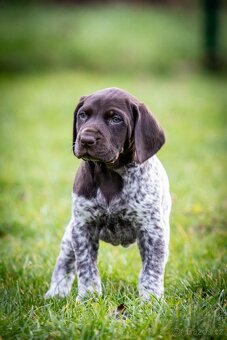 Štěňata - německý krátkosrstý ohař - 4