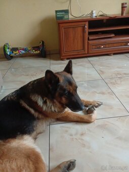 Německý ovčák FENA - 4