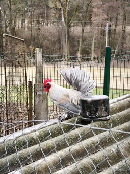 Zakrslí kohouti - 4