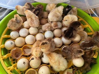 Nasadova vejce - dvorkovy mix - 4