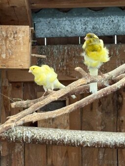 Kanár severní Holanďan - 4