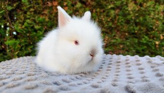 Zakrslý králík, králíček - (TEDDY) - HERBERT A HEIDY - 4