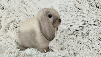 Zakrslý beránek, králíček, králík - REY - 4