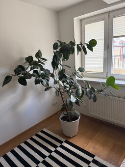 Ficus elastica - 4