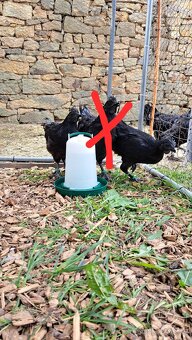 Kohouti Ayam Cemani, Cemanské slepice - 4