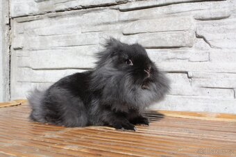 Bailey - 4