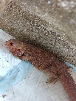 Agama vousata - 4