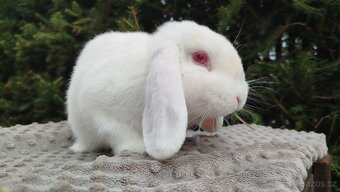 Zakrslý beránek, králíček, králík - WILLIAM - 4