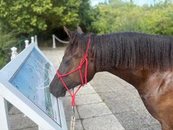 Welsh part bred klisna s PP - 4