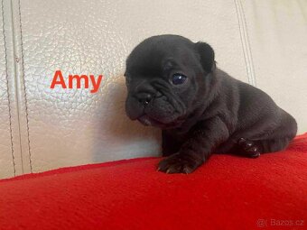 Štěňata francouzského buldočka - 4