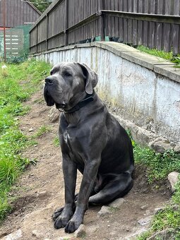 Cane Corso – fenečka s PP | k prodeji - 4