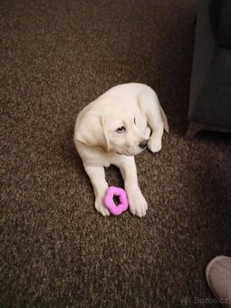 Labrador retriever bezPP - 4
