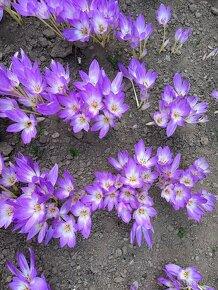 Prodám cibule kytky Ocún - 4