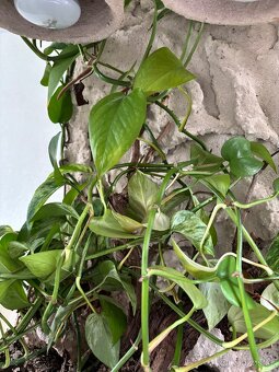 Terarium - 4