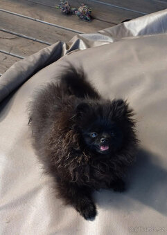Pomeranian černá fenka s PP - 4